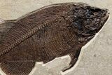 Green River Fossil Fish Mural with Monster Phareodus #356710-8